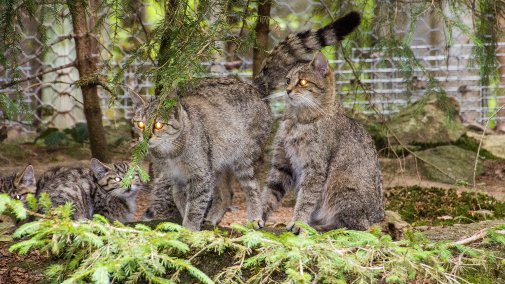 ... v posledních letech došlo k několika pozorováním výskytu kočky divoké  v oblasti Šumavy